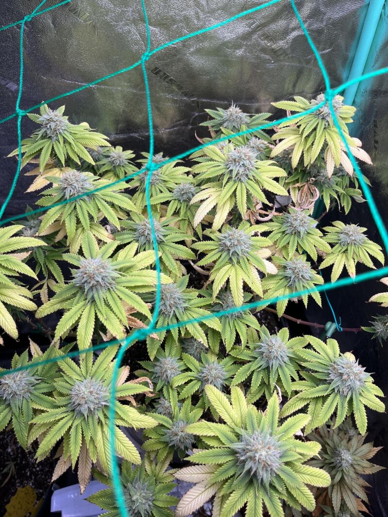 Orange Creampop, Фасовка: 3, изображение 3